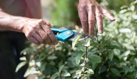 podado de plantas de interior